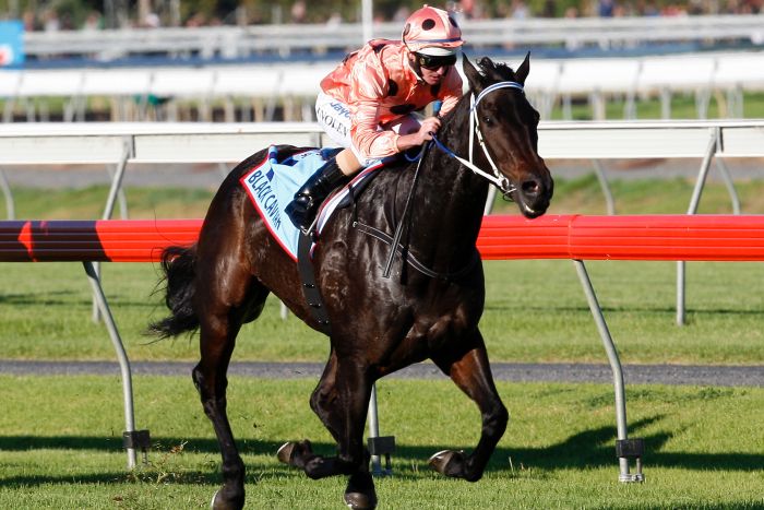 Black Caviar Retirement Firms As Favourite